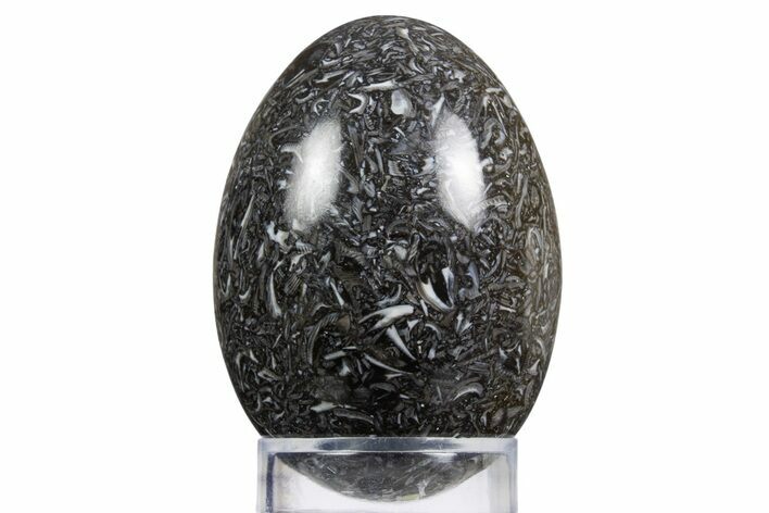 Polished Black Coquina Egg - California #334174